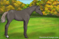 Horse Color:Silver Black