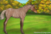 Horse Color:Silver Buckskin Roan Rabicano 