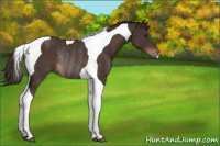 Horse Color:Liver Chestnut Tobiano Rabicano