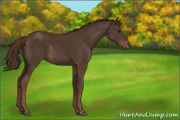 Horse Color:Liver Chestnut Rabicano