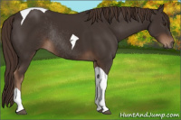 Horse Color:Liver Chestnut Tobiano Rabicano