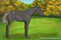 Horse Color:Silver Black