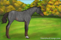 Horse Color:Liver Red Roan 
