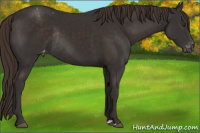 Horse Color:Liver Chestnut Appaloosa Rabicano 