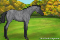 Horse Color:Blue Roan