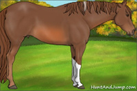 Horse Color:Chestnut Tobiano
