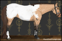 Horse Color:Bay Dun Near Fewspot 