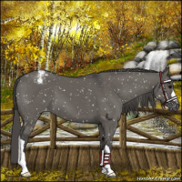 Horse Color:Grullo Snowflake Varnish