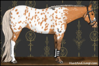 Horse Color:Silver Buckskin Near Leopard 