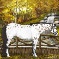 Horse Color:Brown Dun Sabino Frame Near Leopard Rabicano 