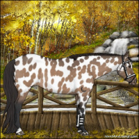 Horse Color:Brown Roan Dun Sabino Appaloosa Rabicano