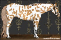 Horse Color:Palomino Near Leopard 