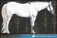 Horse Color:Chocolate Palomino Splash Appaloosa 