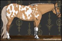 Horse Color:Silver Buckskin Dun Appaloosa 