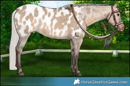 Horse Color:Silver Brown Dun Appaloosa 