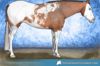 Horse Color:Bay Splash Snowcap 