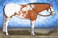 Horse Color:Bay Splash Appaloosa 