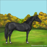Horse Color:Black 