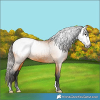 Horse Color:Gray Buckskin Snowcap 