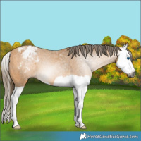 Horse Color:Gray Buckskin Splash Appaloosa 