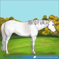 Horse Color:Gray Bay Splash Appaloosa 