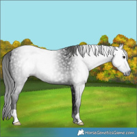 Horse Color:Gray Smoky Black 