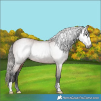Horse Color:Gray Bay Varnish 