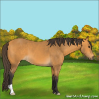 Horse Color:Buckskin 