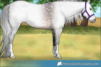 Horse Color:Gray Bay 