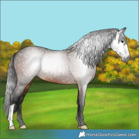 Horse Color:Gray Bay 