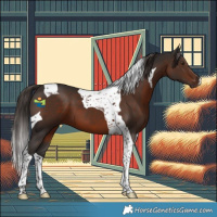 Horse Color:Liver Chestnut Tobiano 