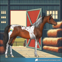 Horse Color:Brown Tobiano 