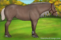 Horse Color:Silver Blue Roan Sabino 