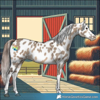 Horse Color:Bay Dun Appaloosa 