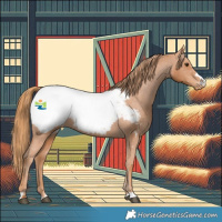 Horse Color:Chestnut Appaloosa 
