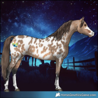 Horse Color:Bay Dun Near Leopard 