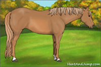 Horse Color:Chestnut Tobiano 