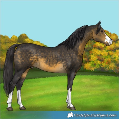 Horse Color:Buckskin 