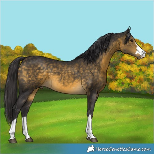 Horse Color:Buckskin 