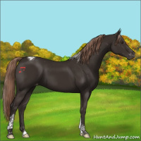 Horse Color:Liver Chestnut Tobiano Appaloosa 