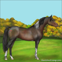 Horse Color:Liver Chestnut Tobiano Appaloosa 
