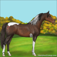 Horse Color:Liver Chestnut Tobiano Varnish 