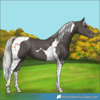 Horse Color:Silver Black Tobiano Appaloosa 