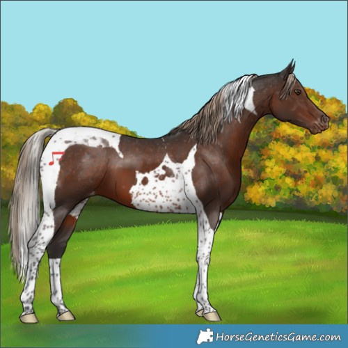Horse Color:Liver Chestnut Tobiano Appaloosa 