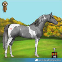 Horse Color:Black Tobiano Appaloosa 