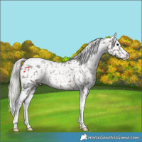 Horse Color:Silver Black Tobiano Appaloosa Rabicano 