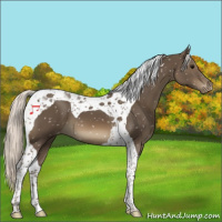 Horse Color:Silver Smoky Black Tobiano Appaloosa 