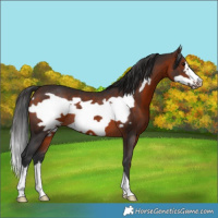 Horse Color:Brown Frame Rabicano 