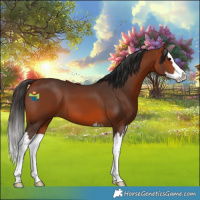 Horse Color:Bay Splash 