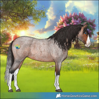 Horse Color:Bay Roan Splash 